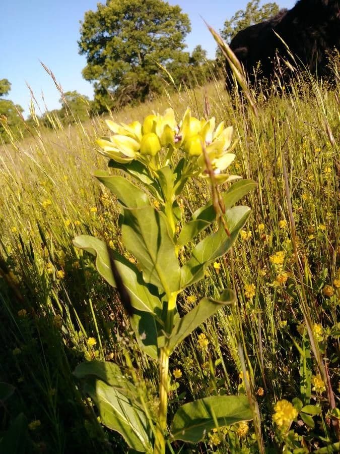 Asclepias viridis 25