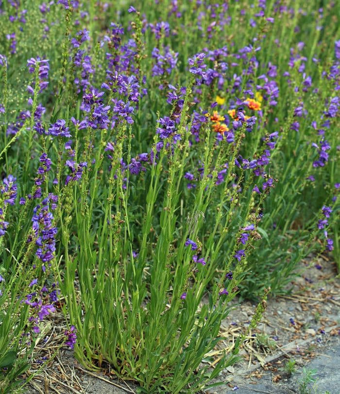 Penstemon 7
