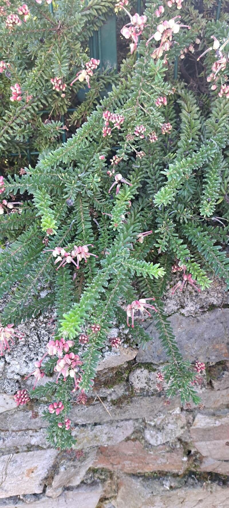Grevillea lanosa 13