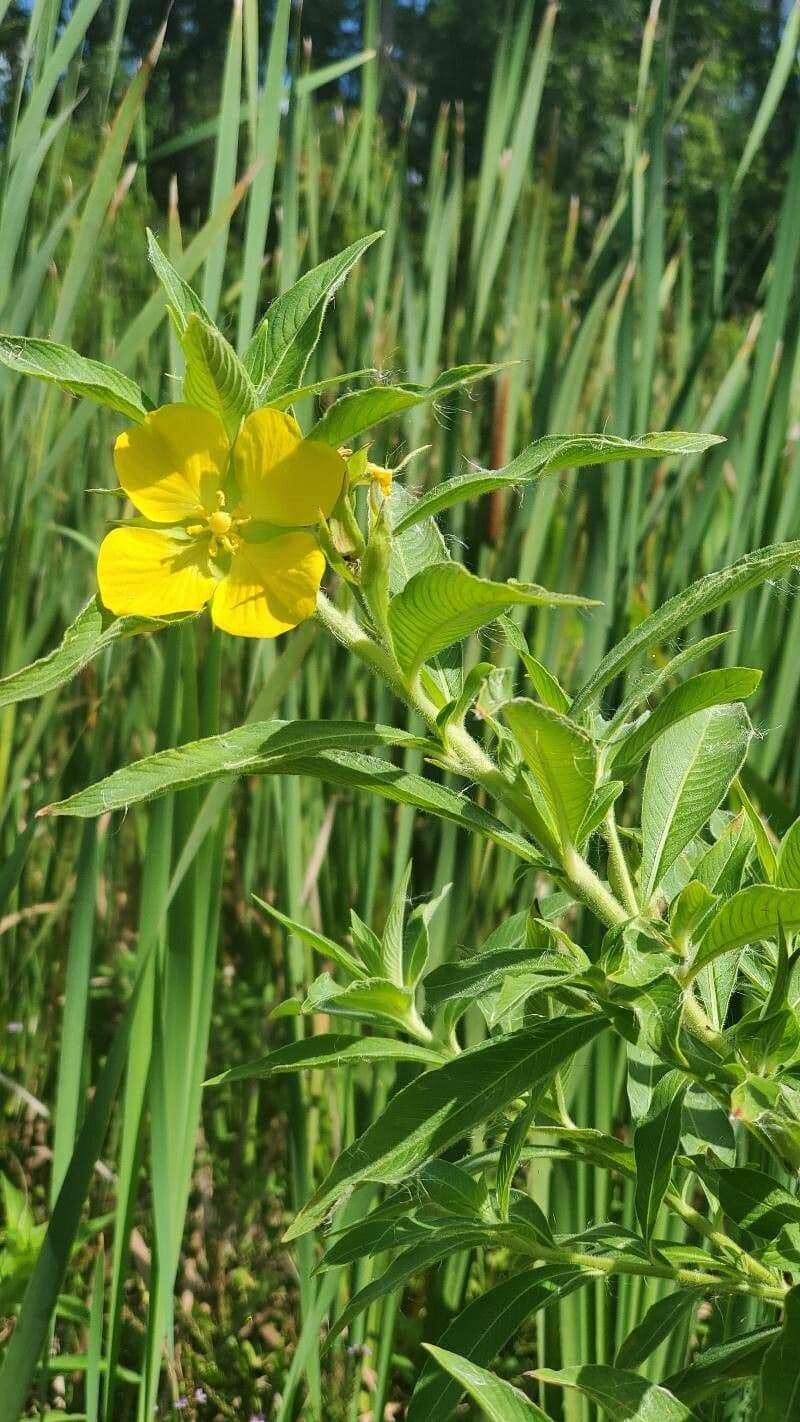 Peruvian primrose-willow