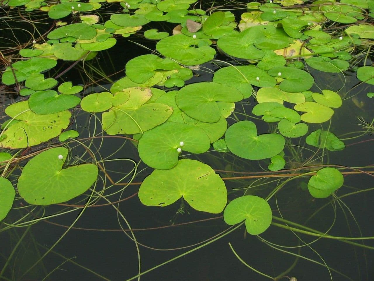 Ninfea tetragona 6