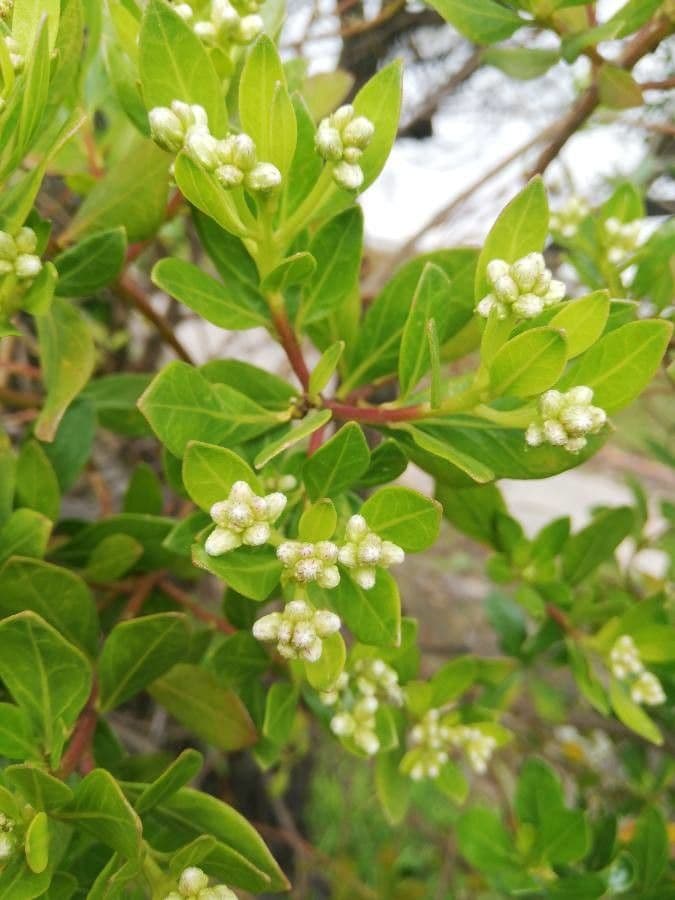 Baccharis 2