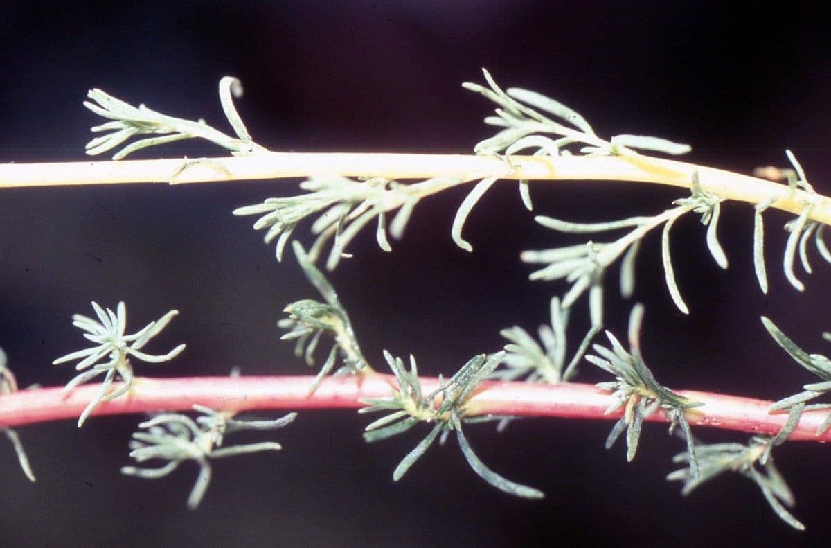 Bassia prostrata 16