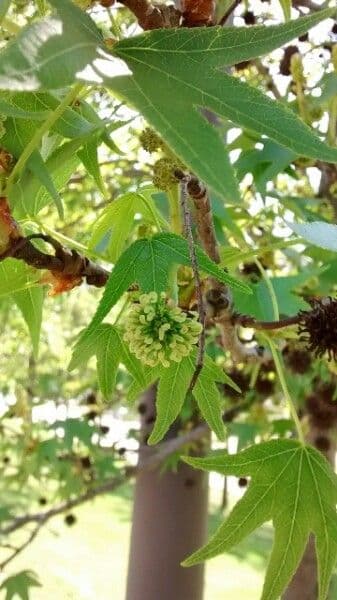 Liquidambar