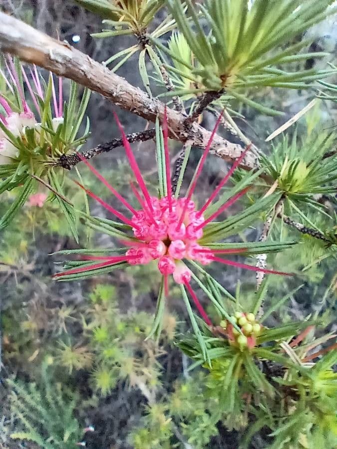 Darwinia fascicularis