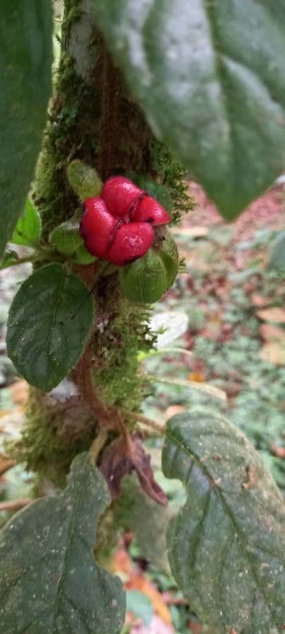 Drymonia alloplectoides 5