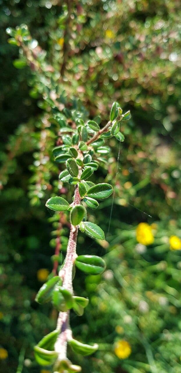 Cotoneaster de hoja entera 18