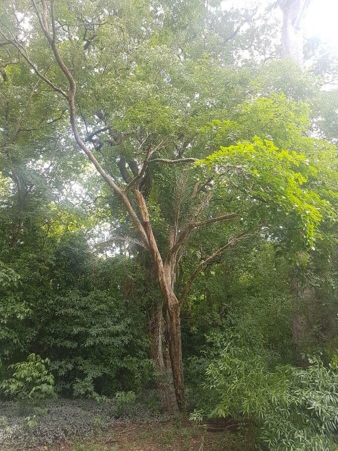 Pterocarpus 5