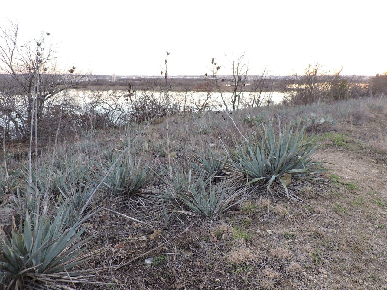 Yuca pallida 11