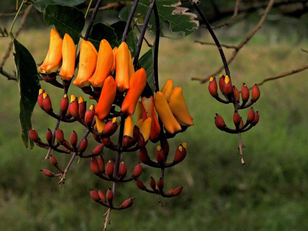 Erythrina bruna 3