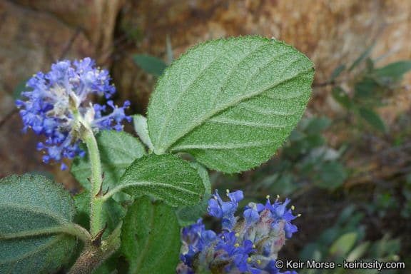 Behaarter Ceanothus 8