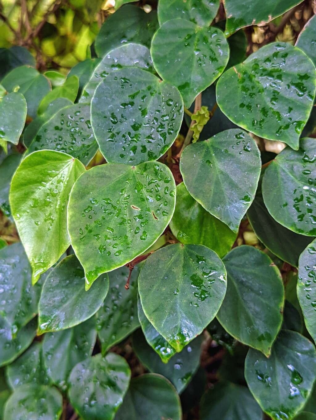 Begonia 9