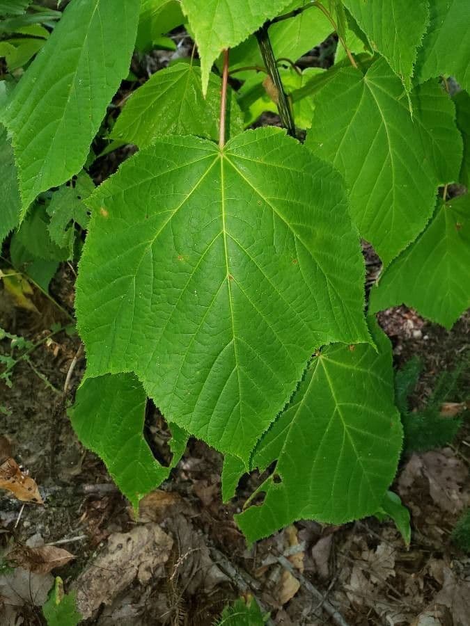 Striped maple 18