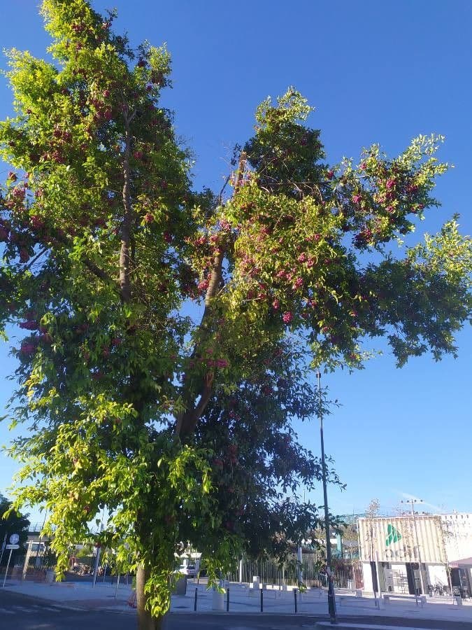 Syzygium paniculatum 15