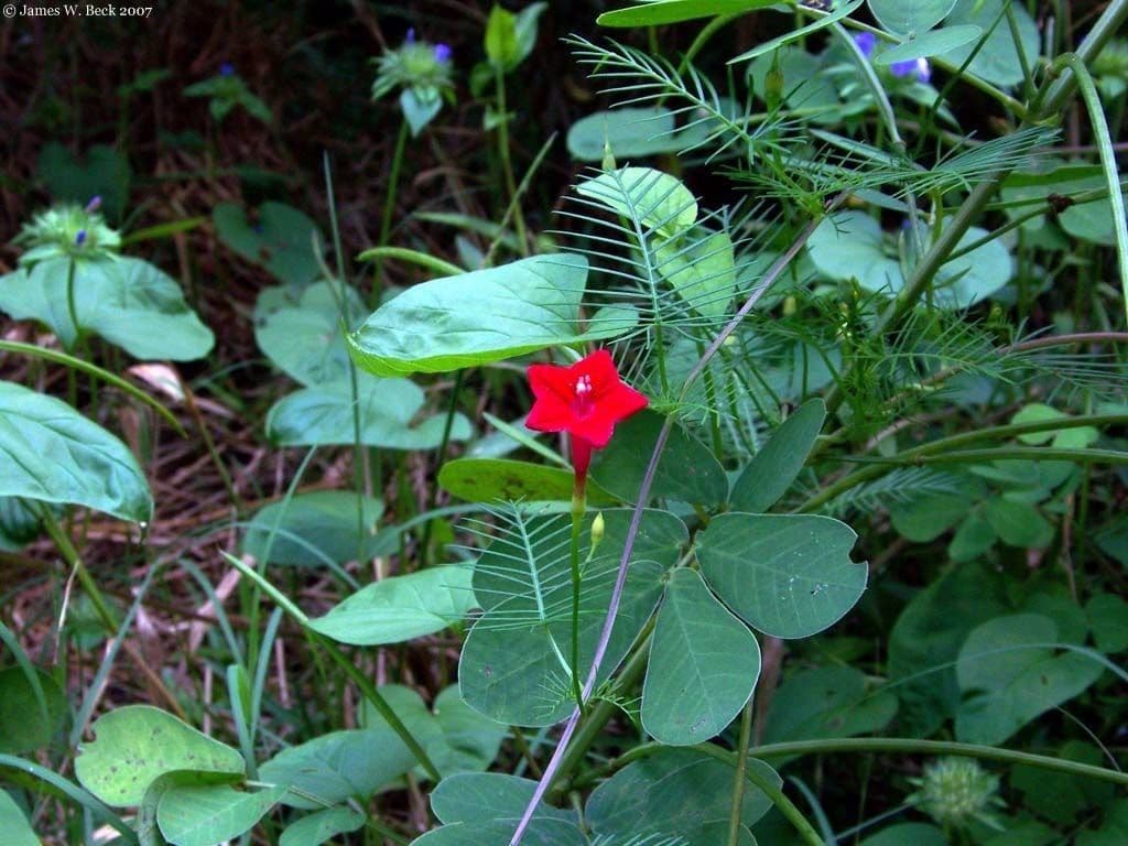 Ipomoea quamoclit 11