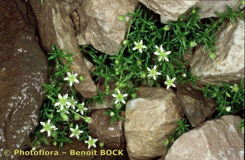 Mohrinka 19