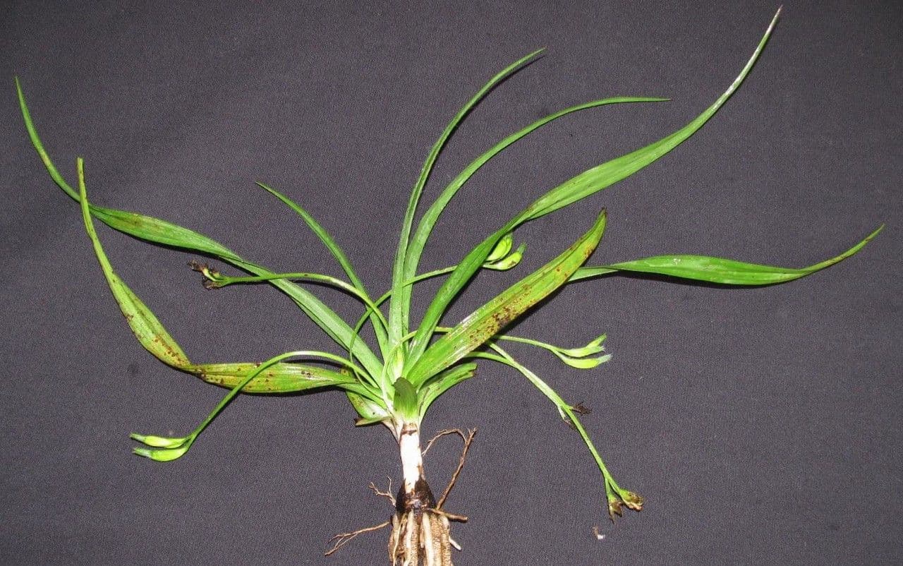 Hypoxis 15