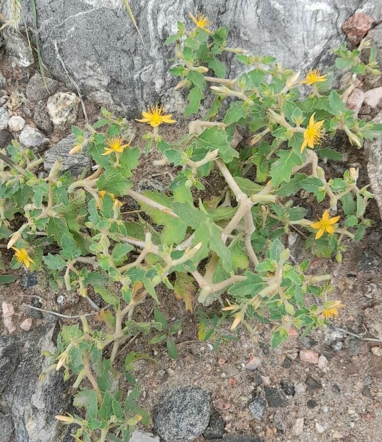 Mentzelia 7