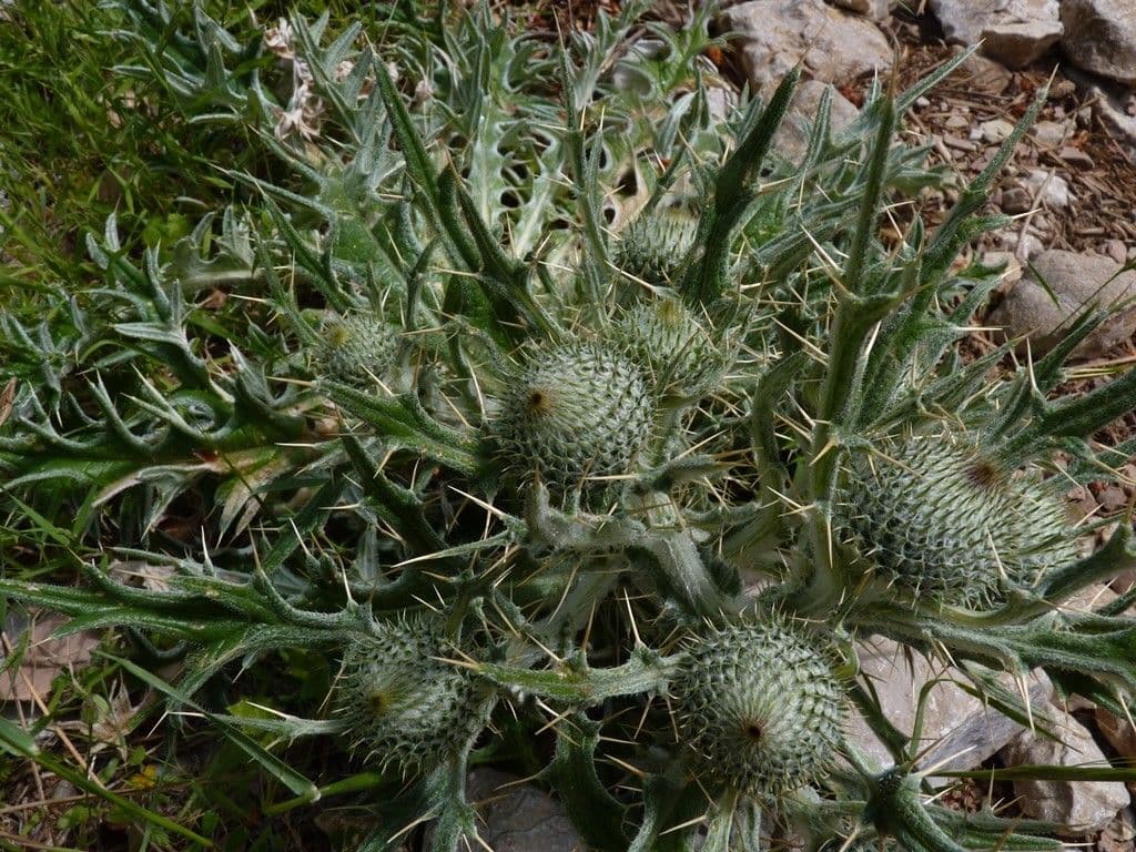 Cirsium 8