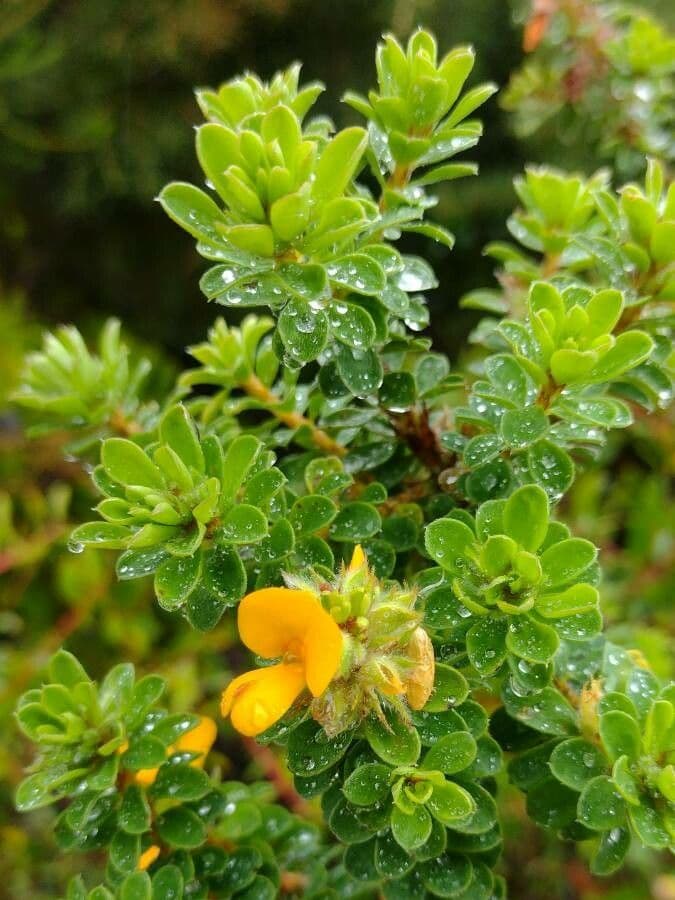Pultenaea 3