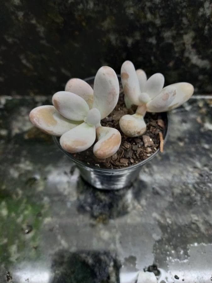 Pachyphytum 13