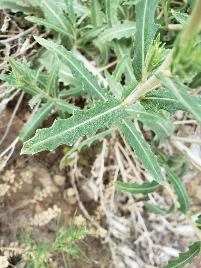 Mentzelia multiflora 14