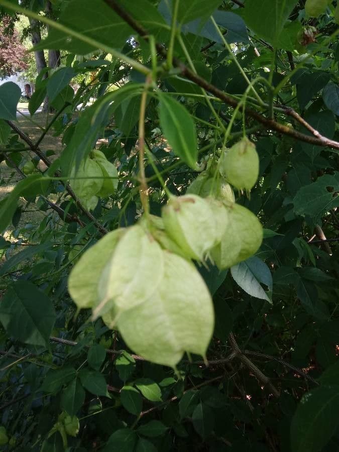 Staphylea trifolia 2