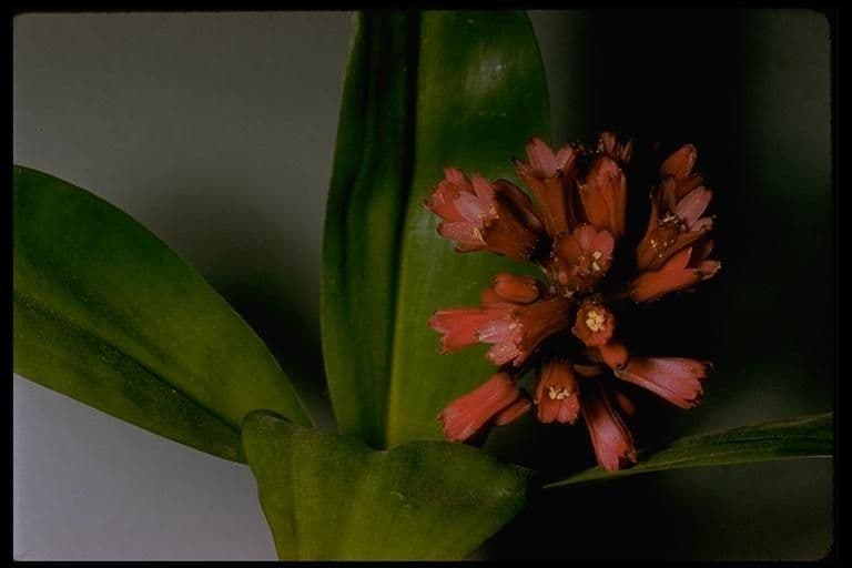 Klintonia 18