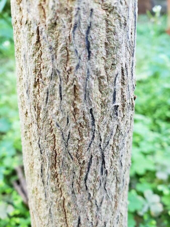 Lorbeerblättrige Eupomatia 11