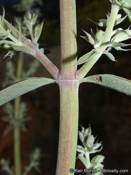 Salvia bianca 23