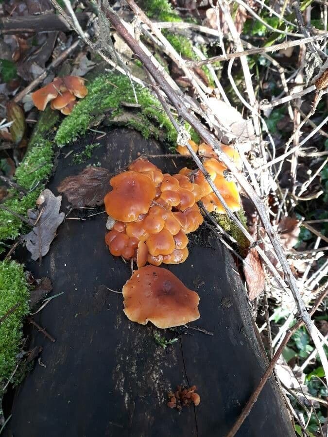 Cytinus hypocistis 24