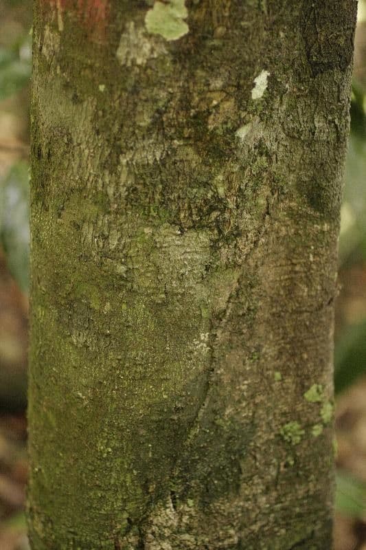 Houx de Guyane 3
