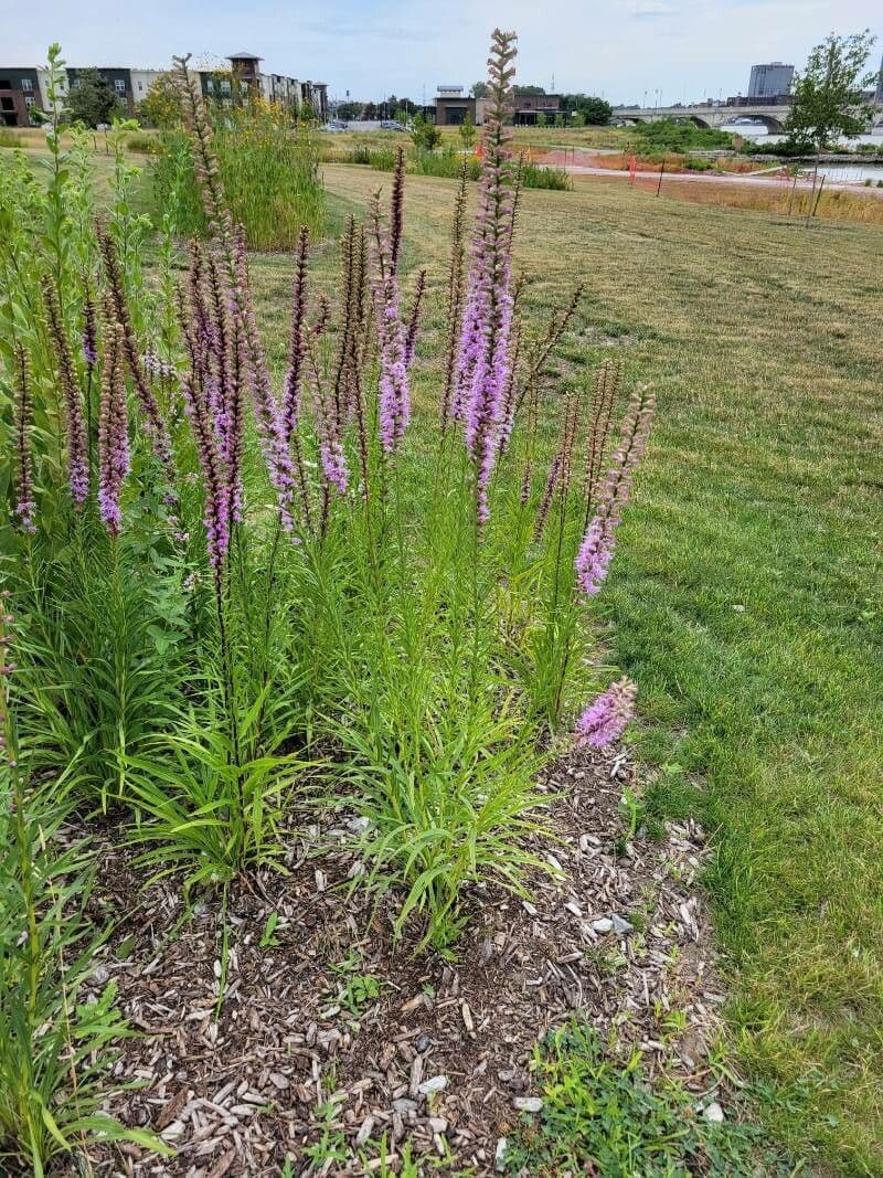 Liatris 14
