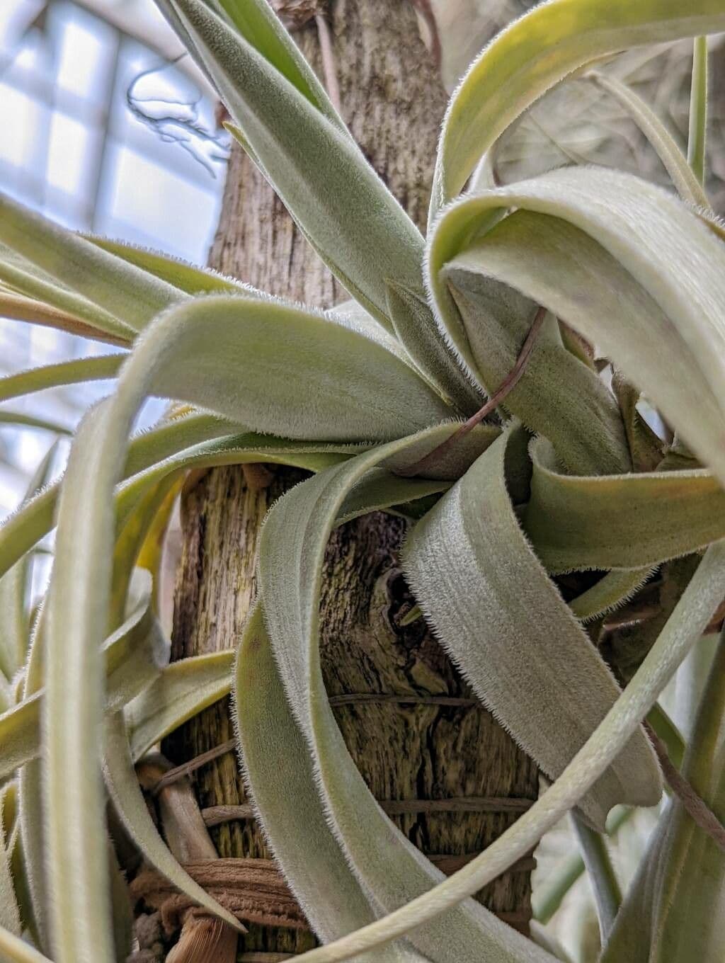 Tillandsia 7