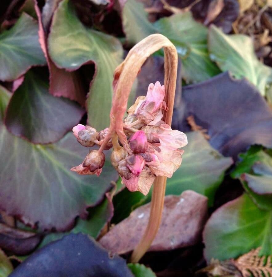 Bergenia cordifolia 29