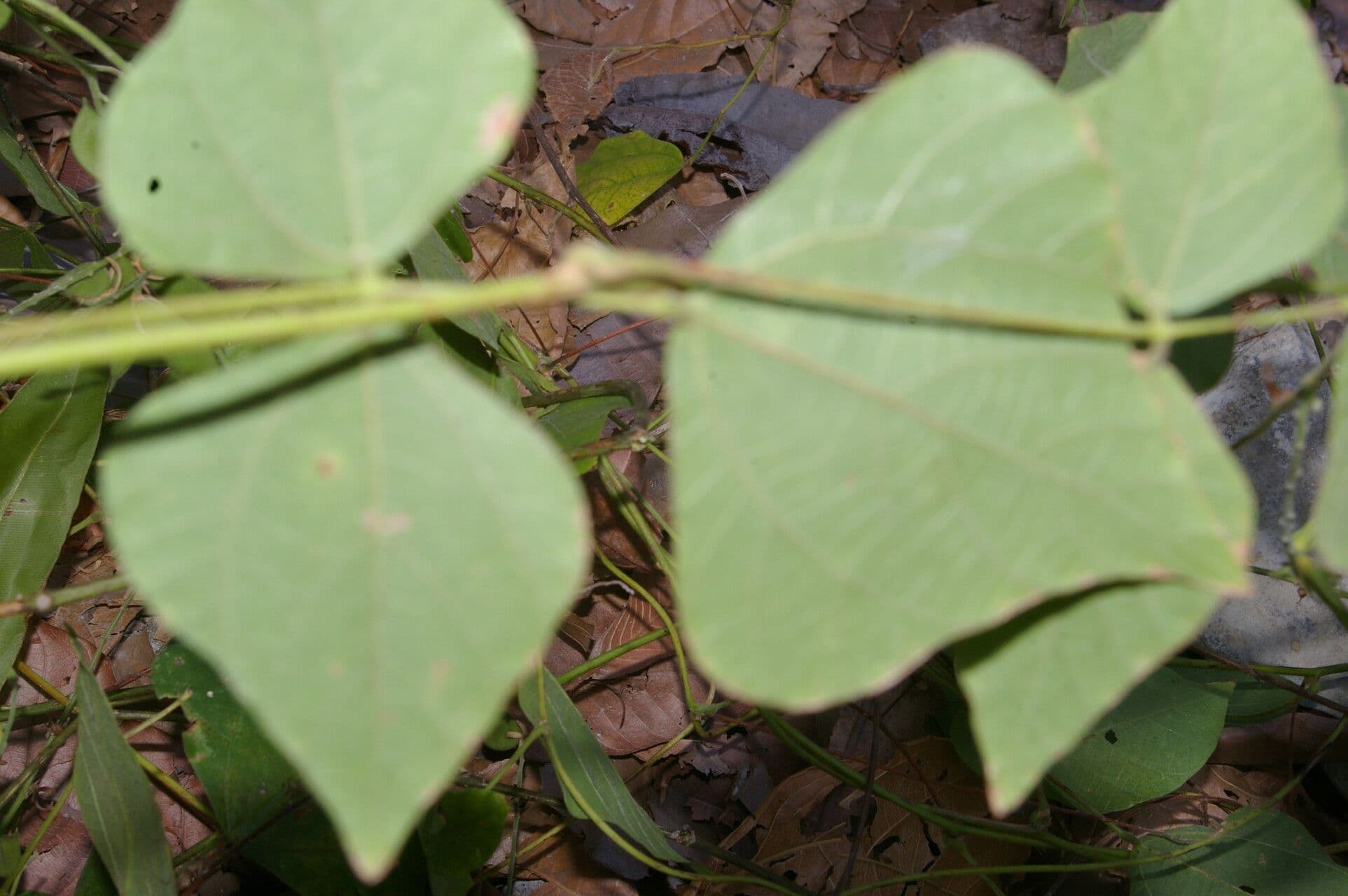 Rhynchosia 8