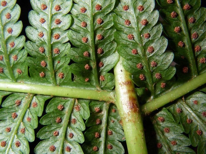 Stigmatopteris 4