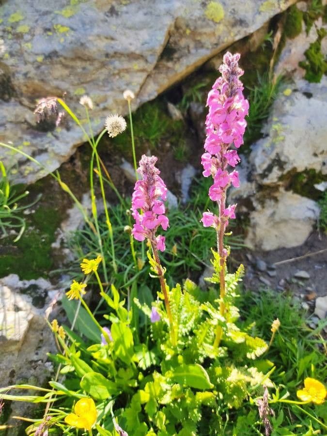 Pedicularis rostratospicata 5