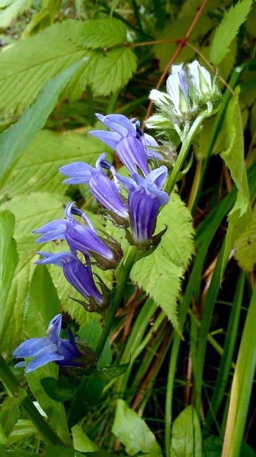 Lobelia blu 4