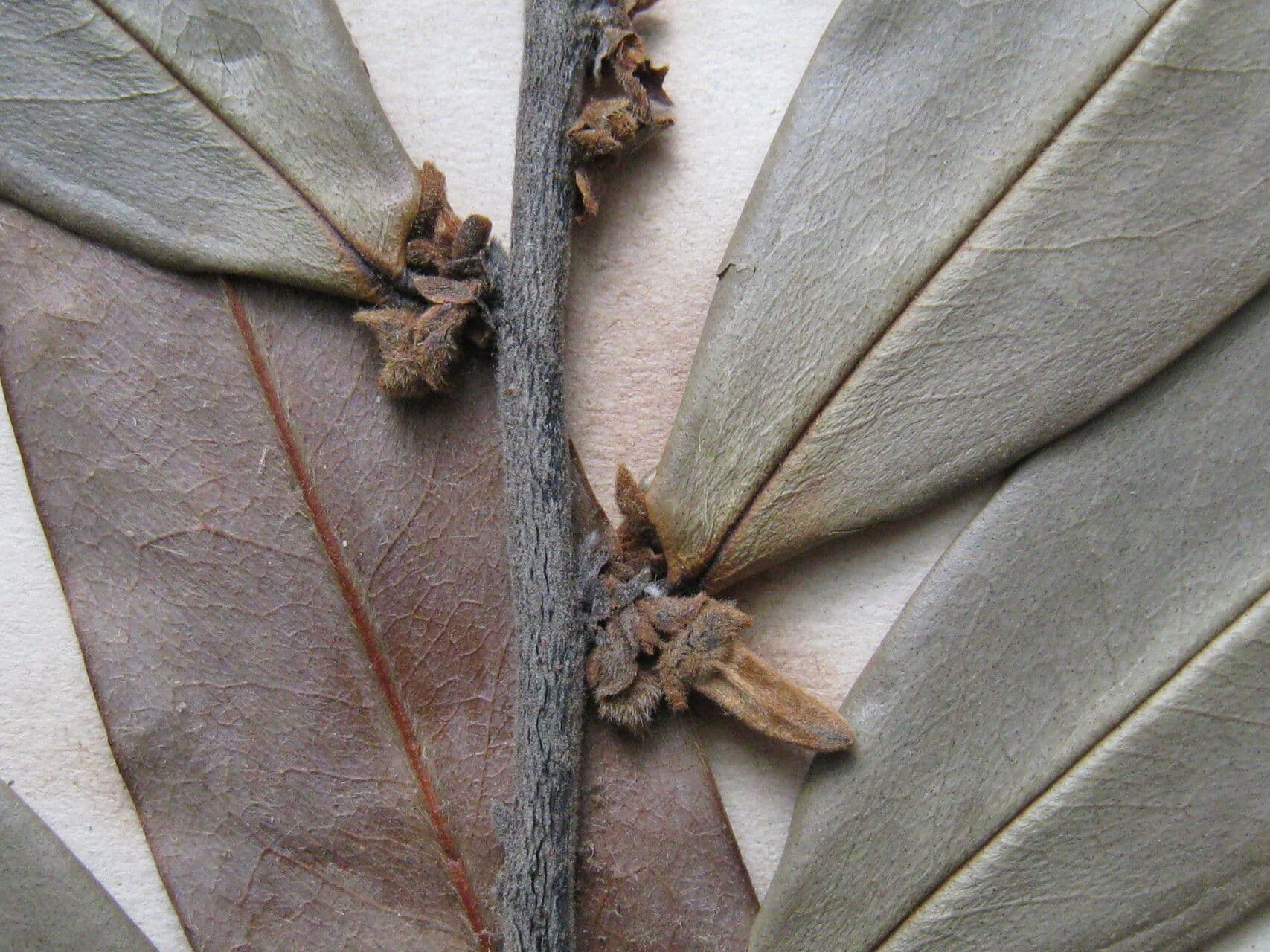 Xylopia 15