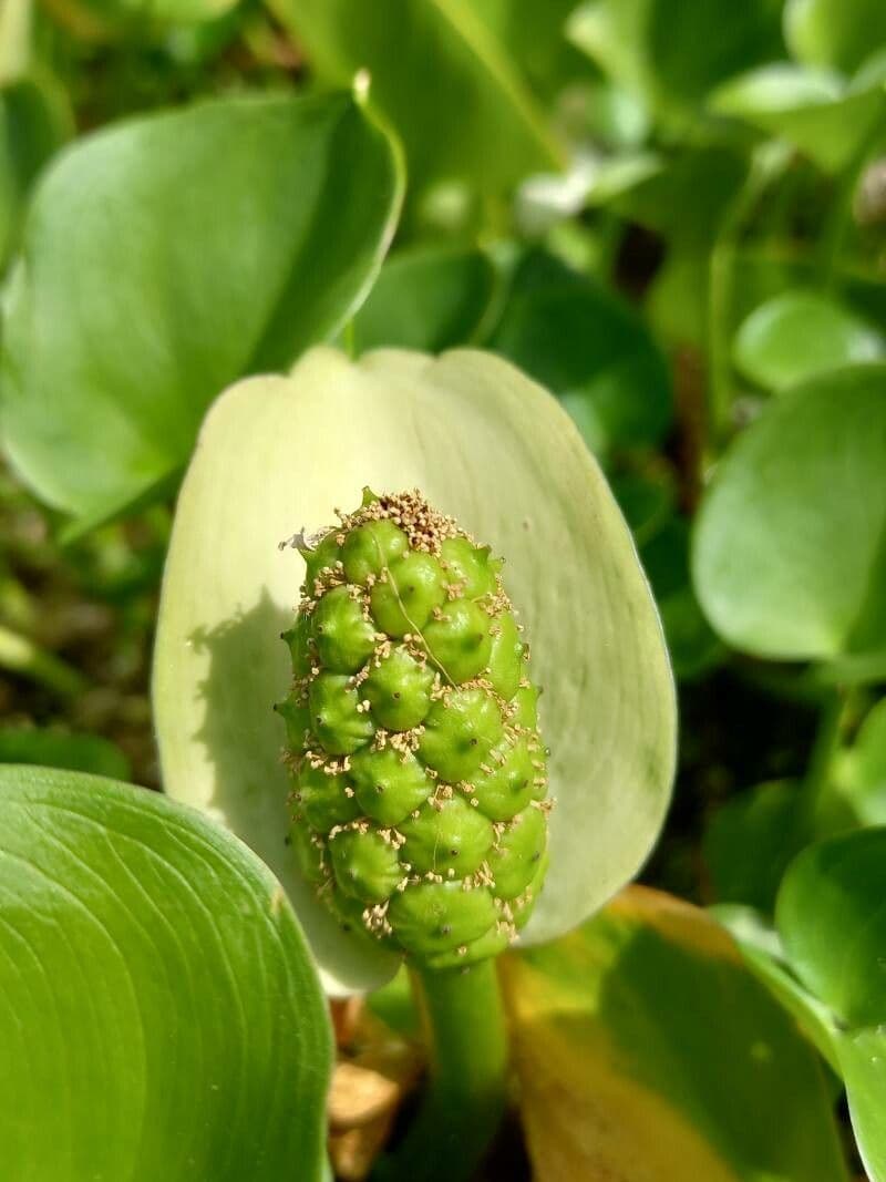 Calla di palude 5