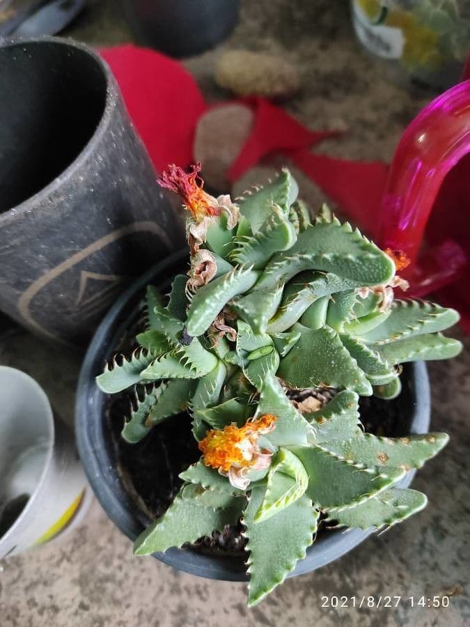 Faucaria 4