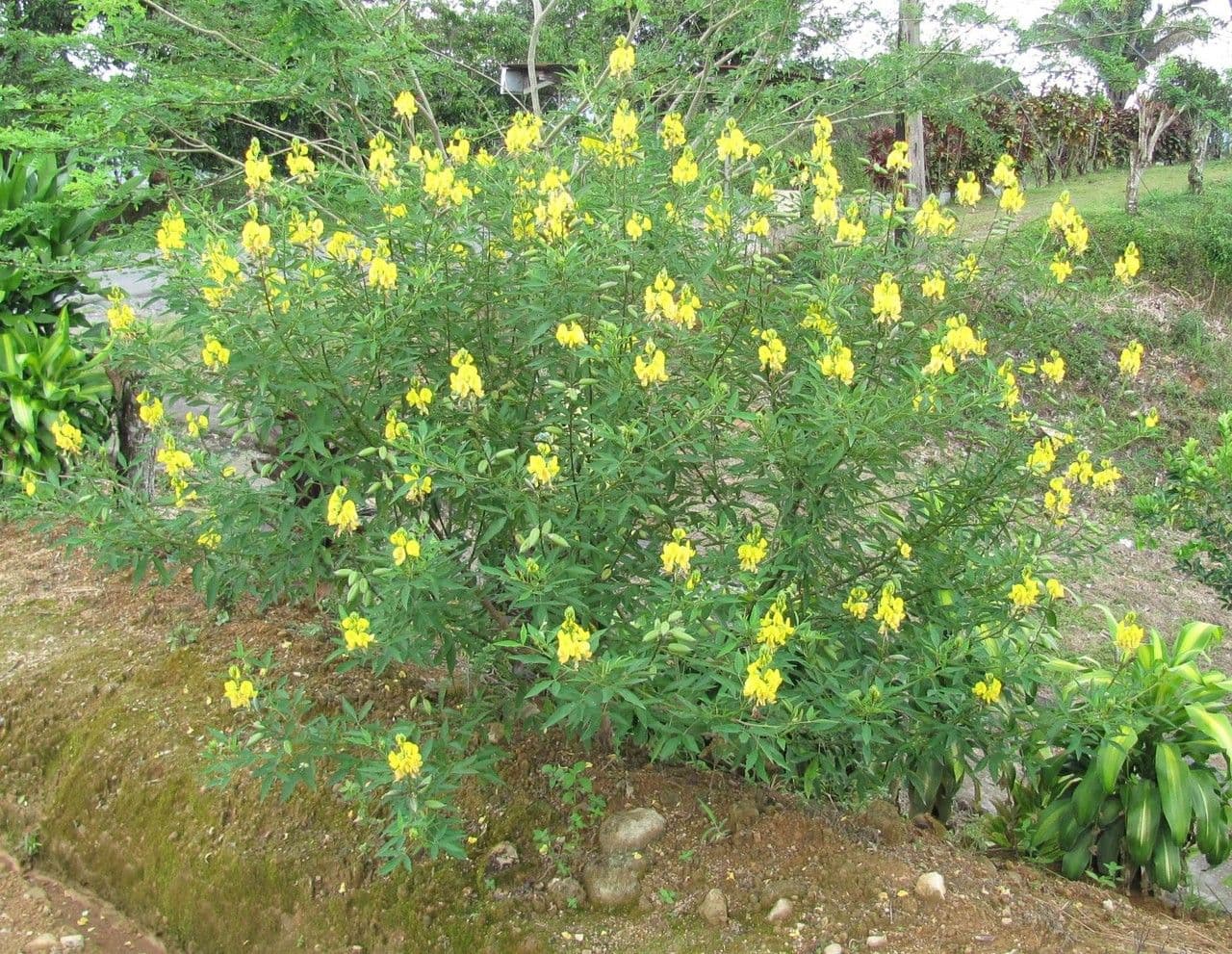 Crotalaria 14