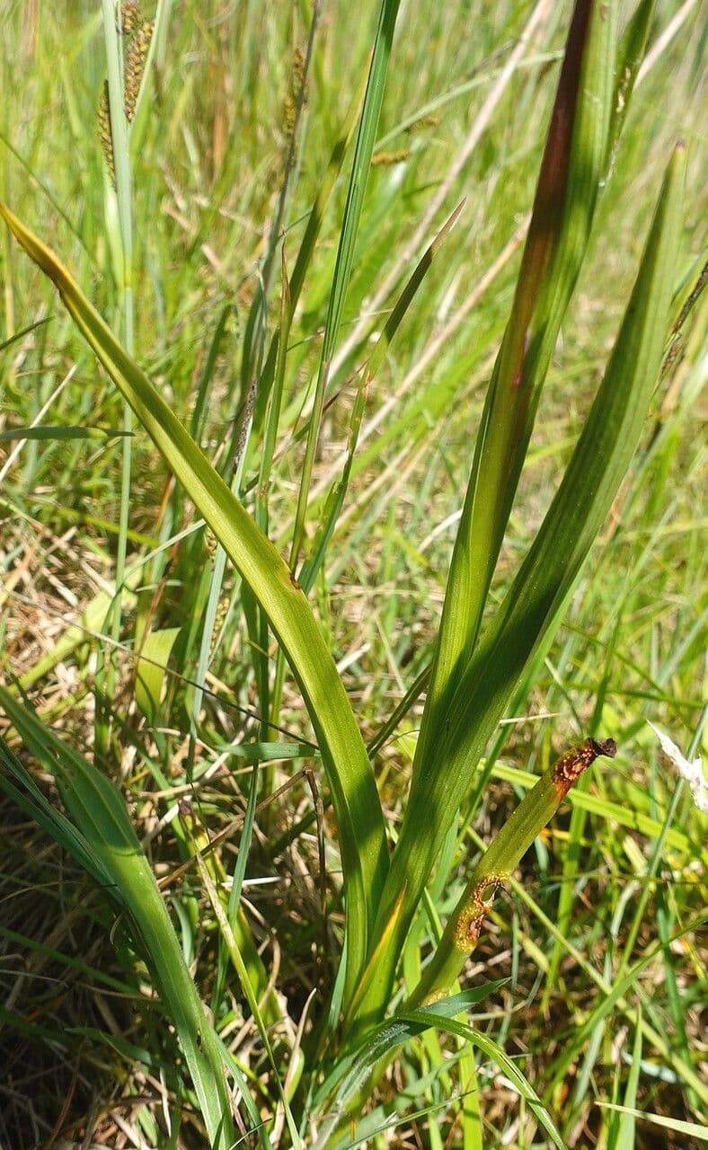 Orchide di palude 14