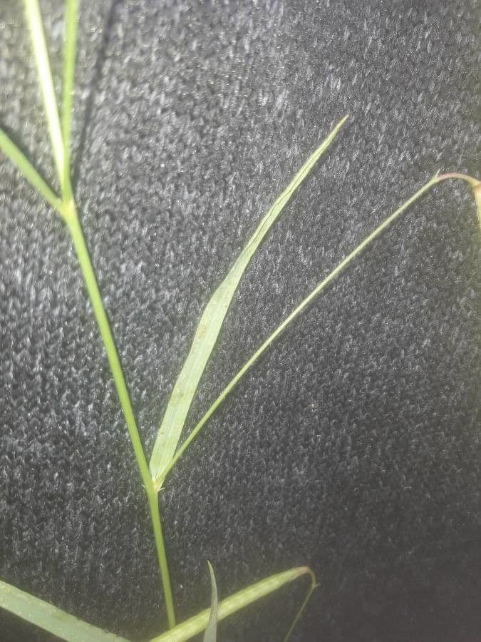 Gras-Platterbse 18