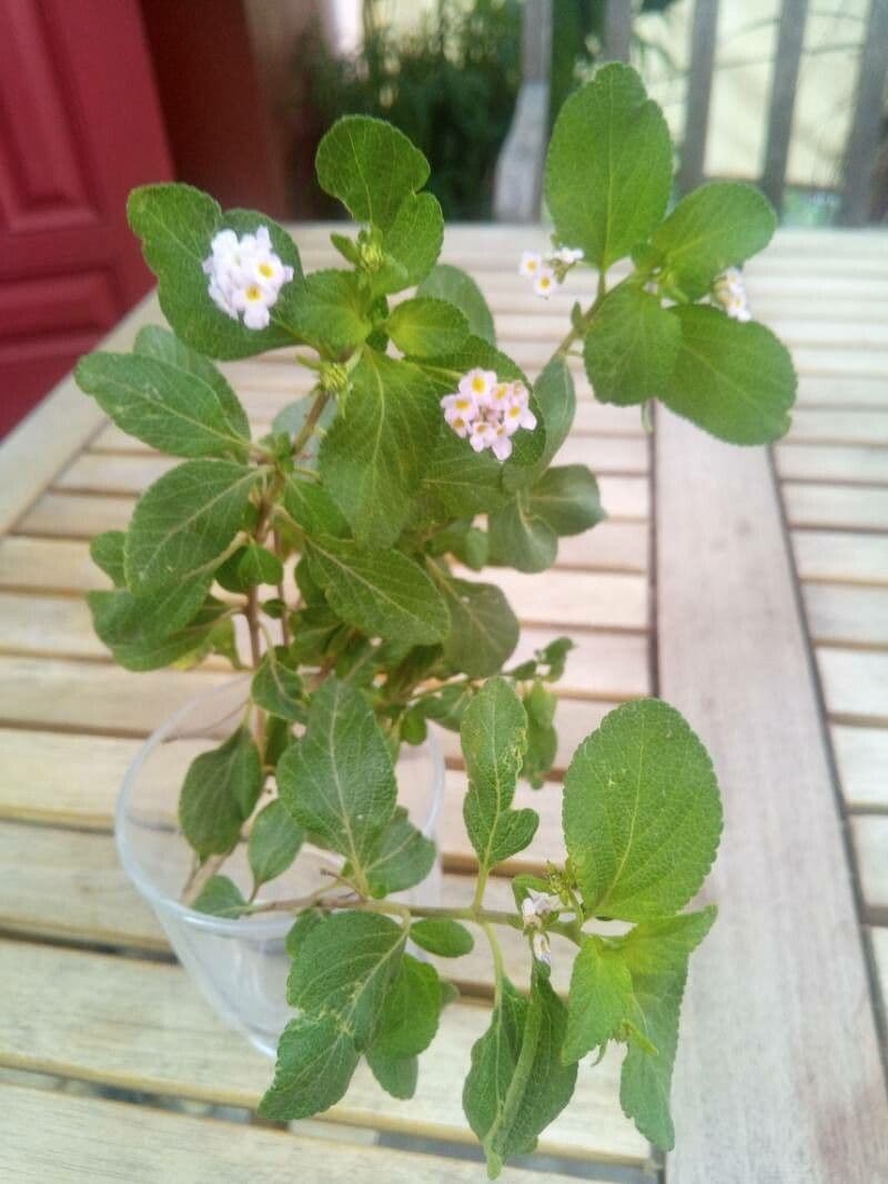 Lantana 17