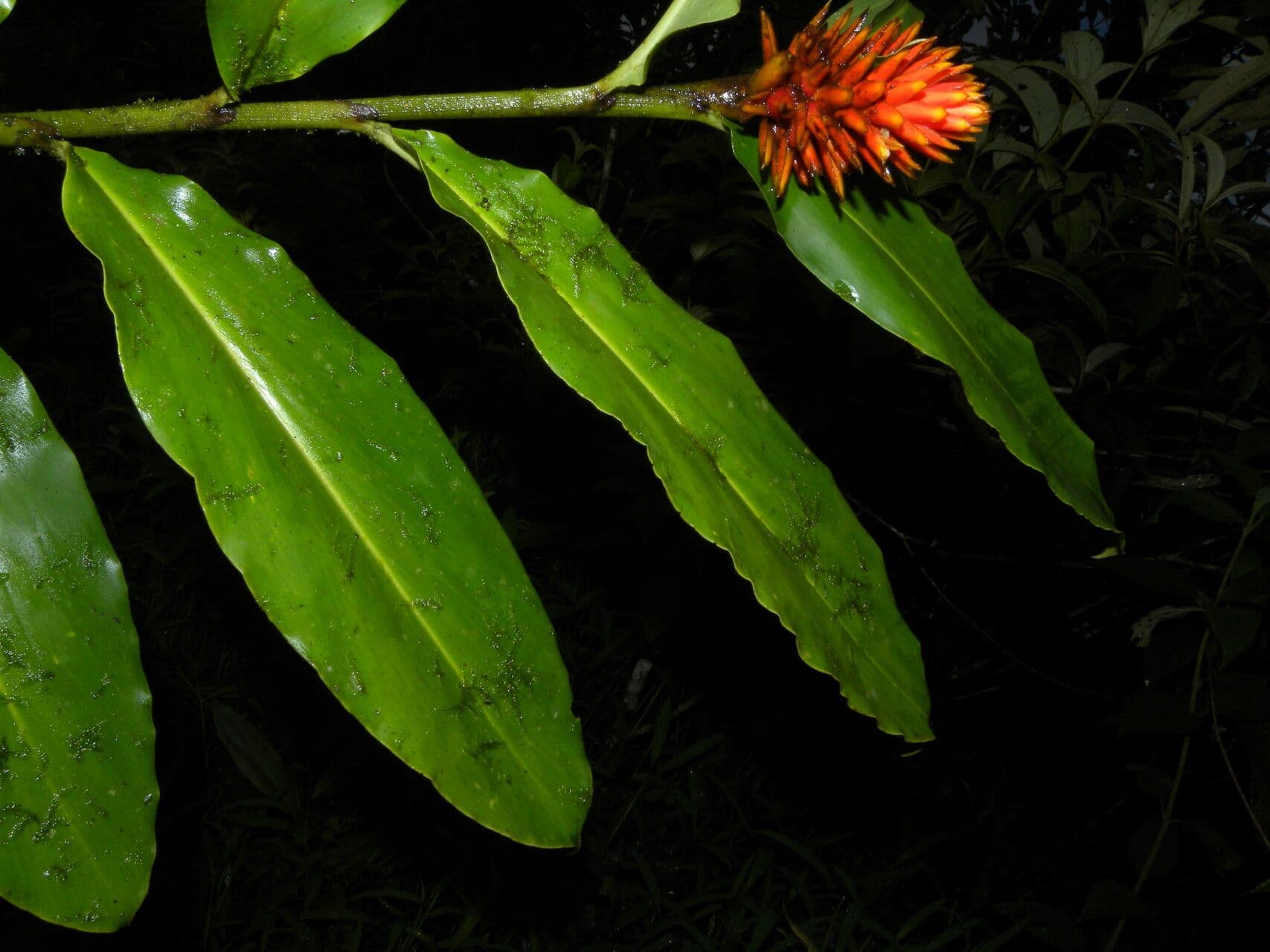 Renealmia pendula 14