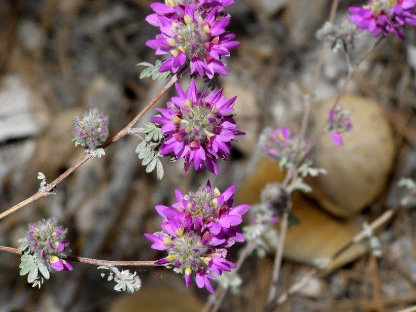 Dalea 3