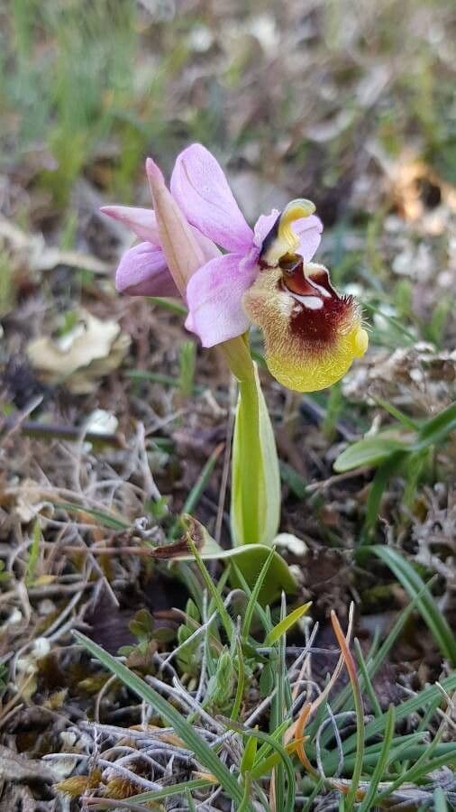 Ophrys tenthredinifera 11