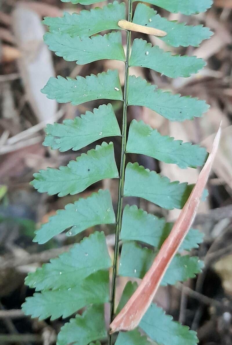 Asplenium 2